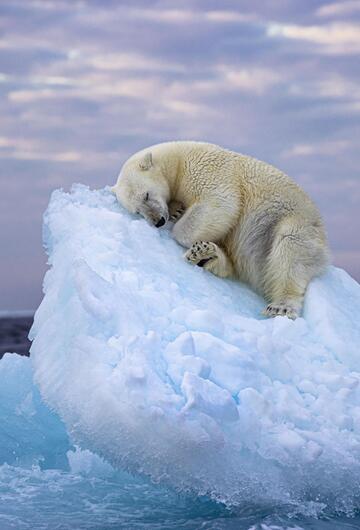 Wildlife Photographer of the Year, Eisbären, Norwegen