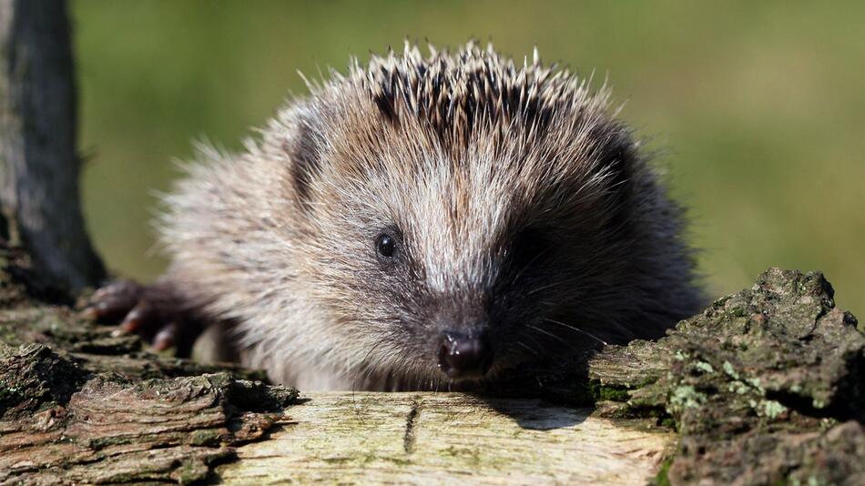 Ein Igel in einem Garten