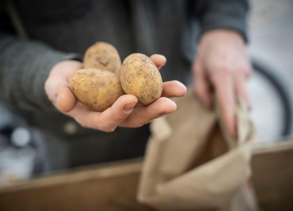 Ein Mann hält Kartoffeln in der Hand