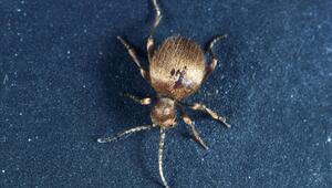 Messingkäfer, Niptus hololeucus