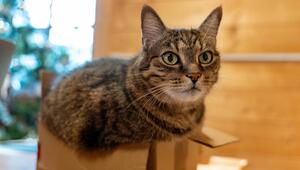 Eine getigerte Katze sitzt in einem kleinen Karton.