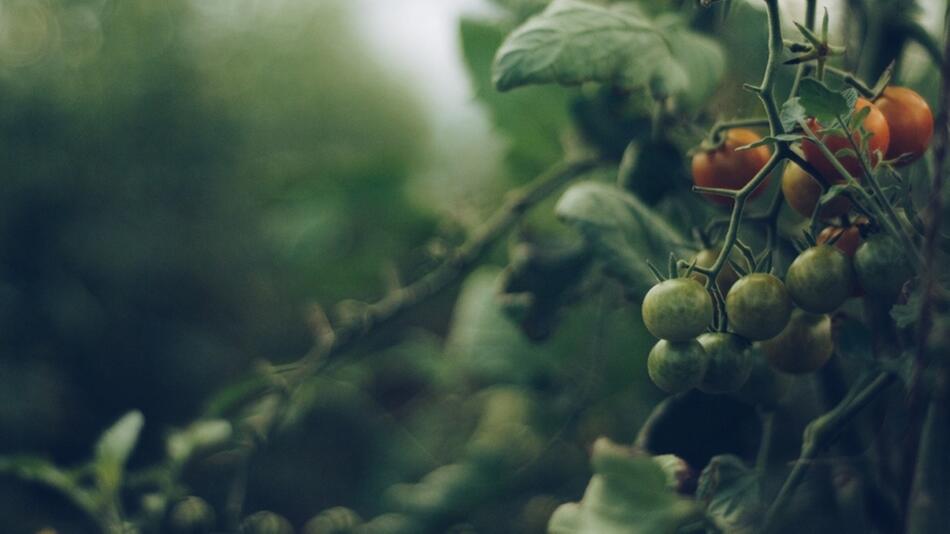 Tomaten wachsen nicht