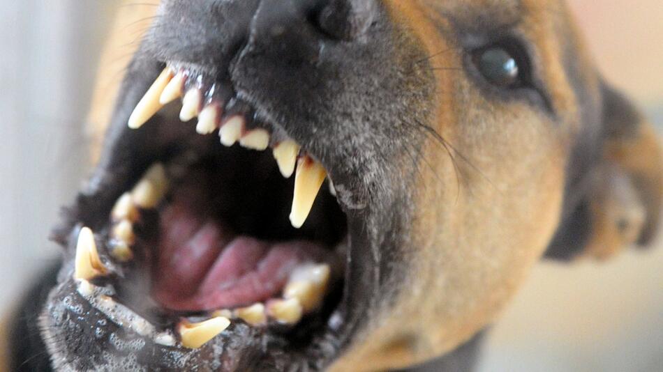 Symbolbild, aggressiver Hund