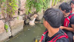 Versteckt in der Flussmauer: Drachenboot-Crew rettet gestrandeten Hund in China