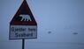 Eisbär auf Spitzbergen erschossen