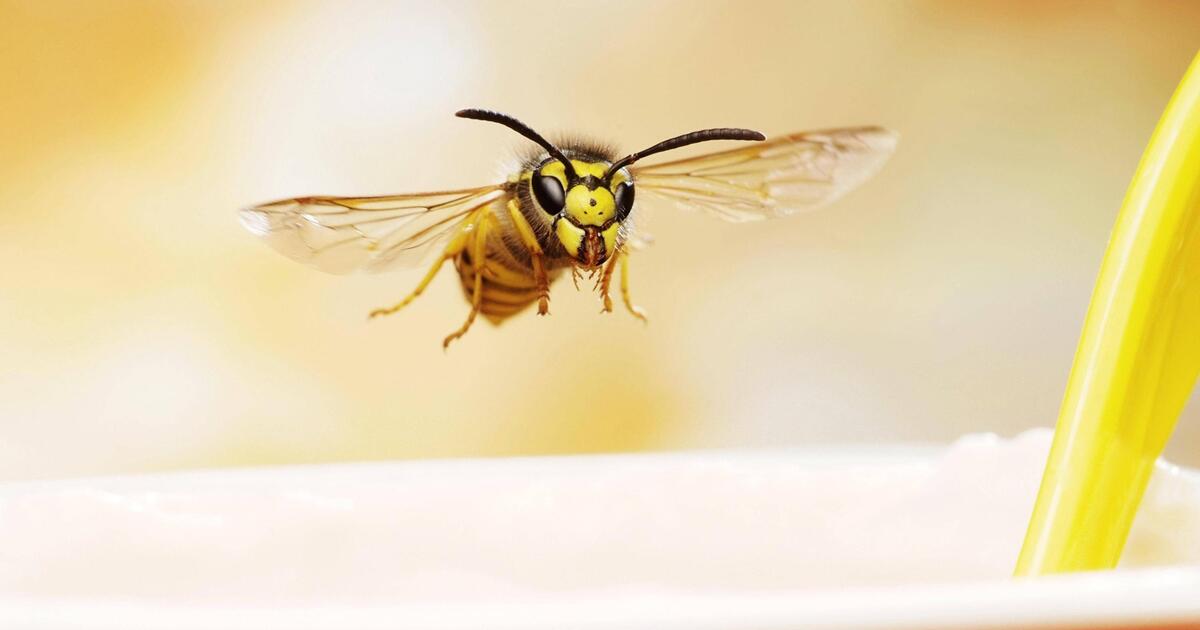 Are there more wasps this year than usual? What helps against insects