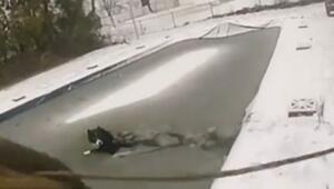 Bodycam filmte mit: Polizisten retten Hund aus zugefrorenem Pool