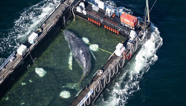 Weitere Entwicklung zum Buckelwal in der Ostsee