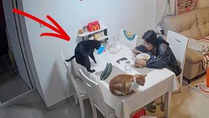 Gemüse als Sicherheitssystem: Frau hält Katze mit Gurken vom Esstisch fern