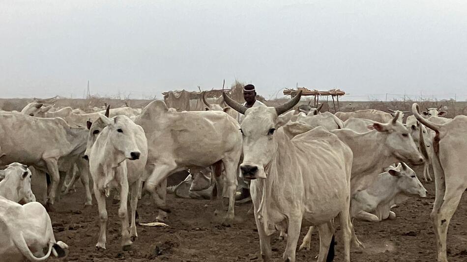 Hirte mit Rinderherde im Südsudan