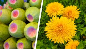 Links sind grüne Guavenfrüchte mit einem rosafarbenen Fruchtfleischanschnitt zu sehen. Rechts ...