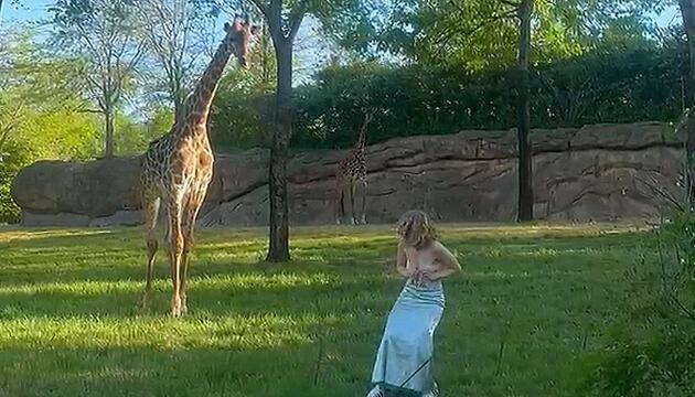 Völlig daneben: Frau springt in Giraffengehege und bekommt die Quittung