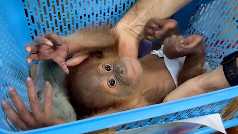 Baby-Orang-Utans befreit – Polizei schnappt Schmuggler in Bangkok