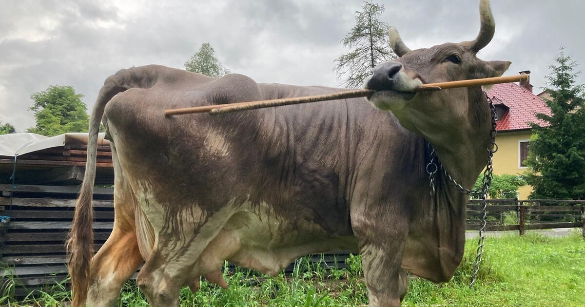 Kuh Veronika bringt Forscher zum Staunen