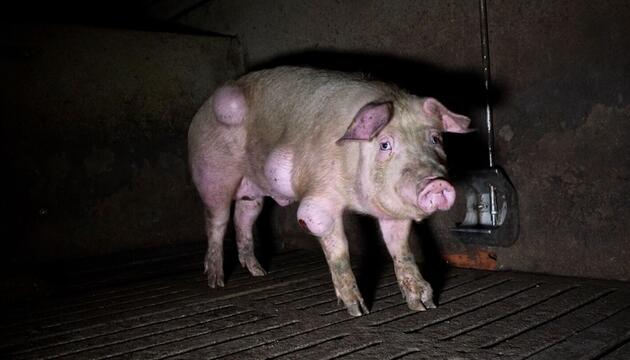 Grausige Zustände in einem spanischen Schweinemastbetrieb