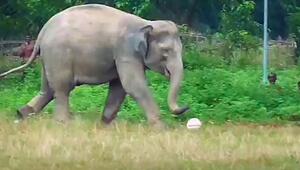 Rüssel am Ball: Wilder Elefant crasht Kinder-Fußballspiel in Indien