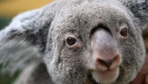 Koalas
