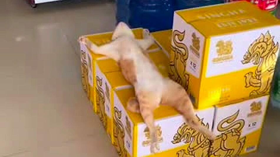 Tiefschlaf auf Bierkartons: Katze findet perfekten Platz für Nickerchen