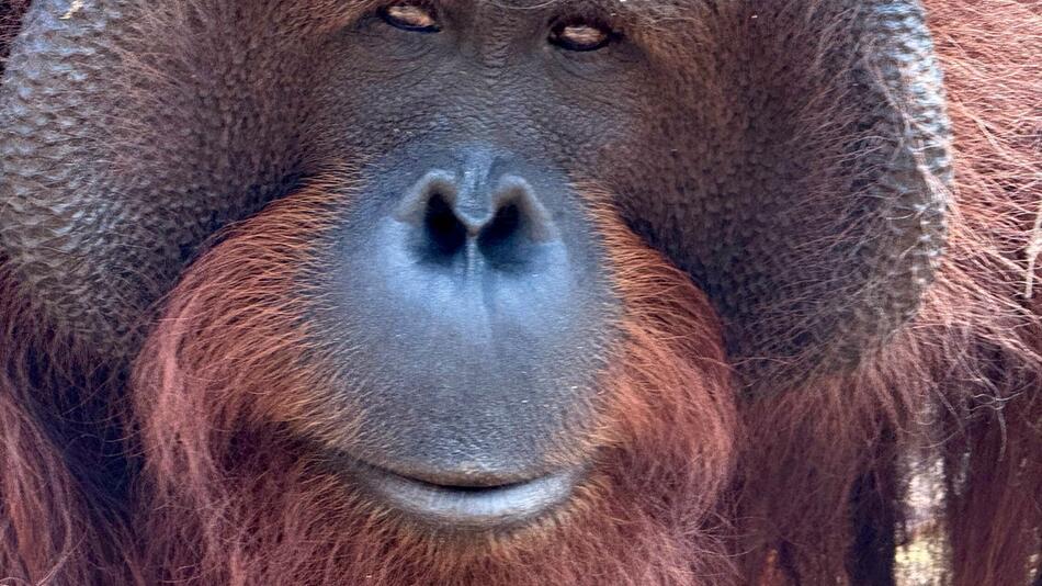 Welt-Orang-Utan-Tag