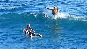 Applaus aus dem Meer: Seelöwe klatscht Surferin in Australien Beifall