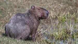 Capybara