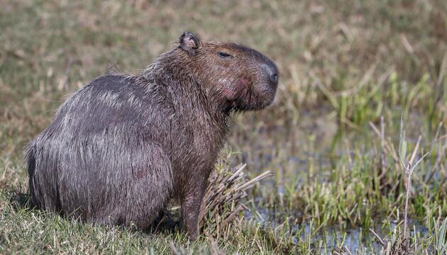Capybara