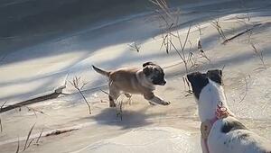 Unüberwindbares Hindernis: Welpe liefert sich Slapstick-Kampf mit Eisplatte