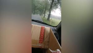 Mutter und Tochter werden von umstürzendem Baum überrascht - Video zeigt den Moment