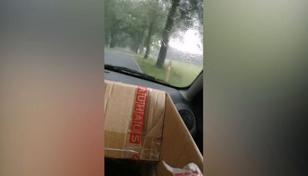 Mutter und Tochter werden von umstürzendem Baum überrascht - Video zeigt den Moment