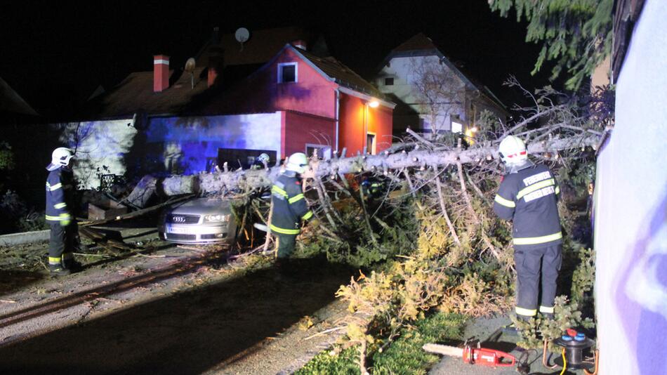 Baum stürzt auf Auto