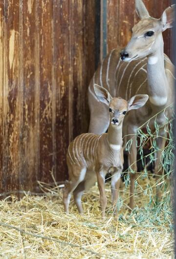 Namib, Conny, Kleiner Kudu, Zoo Basel