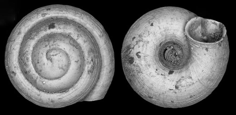 Kleinste bekannte Landschnecke entdeckt