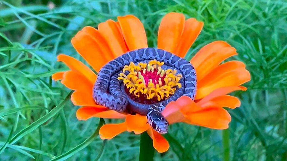 Überraschung im Garten: Schlange ruht sich auf Blume aus