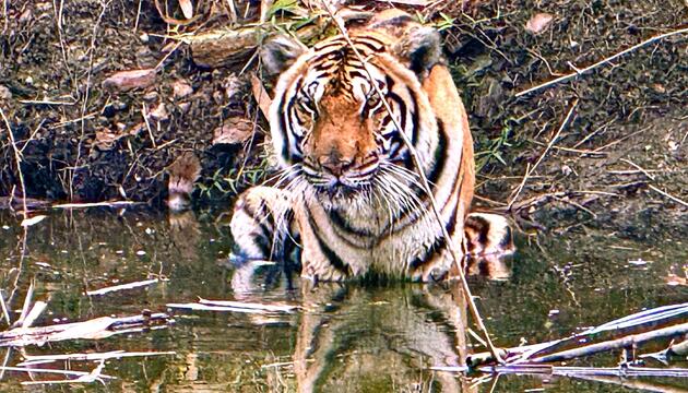 72 Tiger in Thailand verendet
