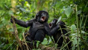 Berggorillas im Nationalpark in Uganda