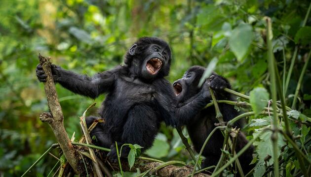 Berggorillas im Nationalpark in Uganda