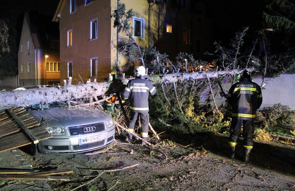 Baum stürzt auf Auto