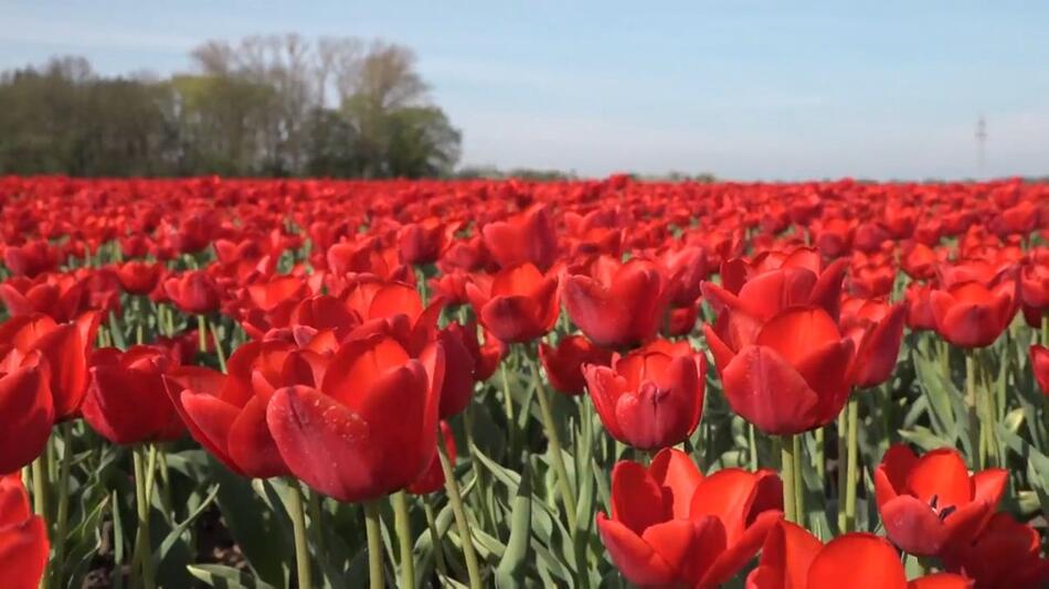 Farbspektakel zu Ostern: Millionen Tulpen blühen in Niedersachsen