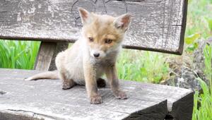 Kleiner Fuchs, große Rettung: Fuchsbaby Lotti von Jäger adoptiert