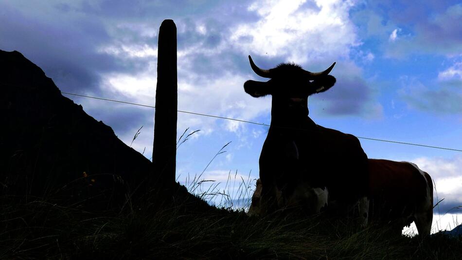 Kühe auf einer Alm, im Gegenlicht fotografiert