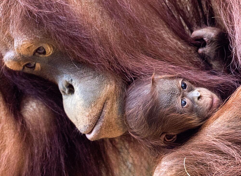 Welt-Orang-Utan-Tag