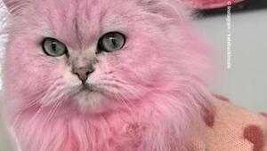 Kate Beckinsale färbt ihre depressive Katze pink