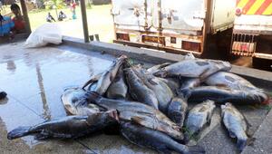 Invasive große Tiere in Seen: Jede zweite Art macht Probleme