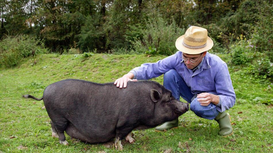 Ein Mann streichelt ein Hängebauchschwein