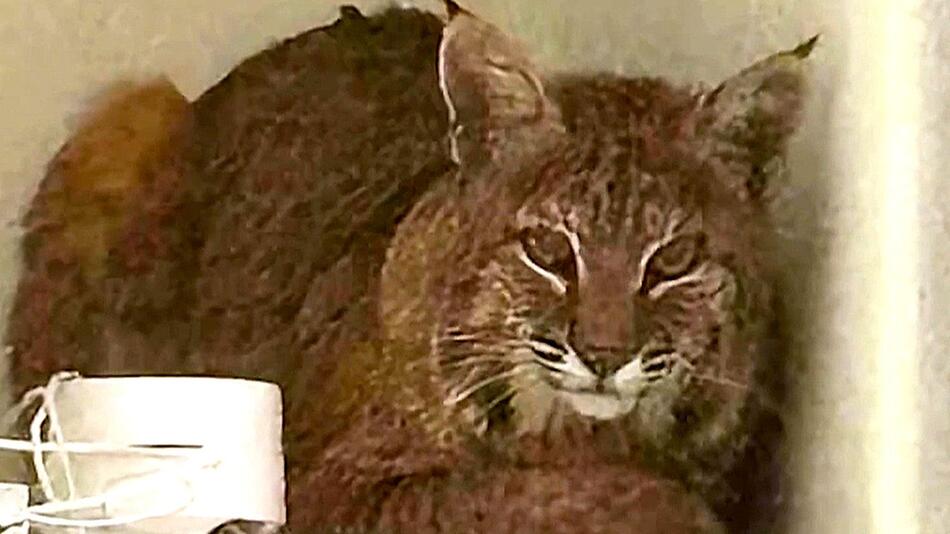 Raubkatze im Wohnzimmer: Luchs zeigt Polizisten die kalte Schulter