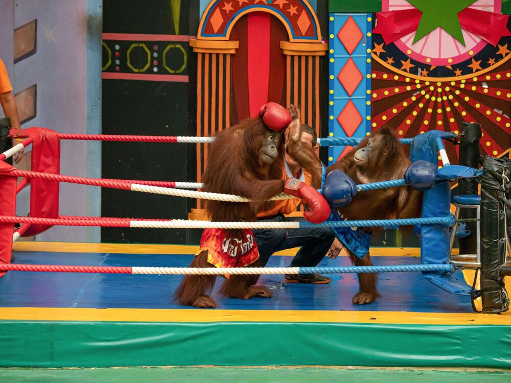 Ausgebeutete Orang-Utans in Freizeitparks