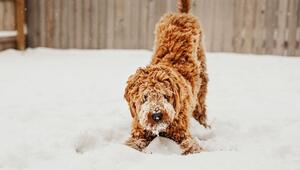 Schnee, Eis und Streusalz: So bleiben Hundepfoten gesund