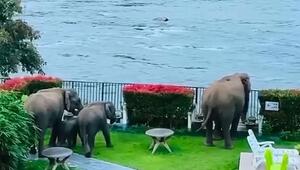 Dreiste Dickhäuter: Elefanten brechen in Resort ein und genießen die Aussicht
