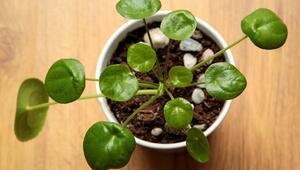 pflanzen bewässern urlaub