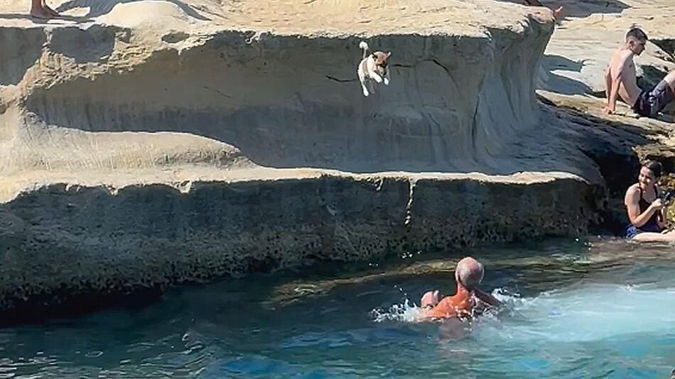 Sprung ins Glück: Hündin hüpft zu Herrchen ins Wasser